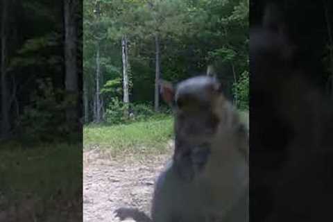 Squirrel Attacks Trail Camera #shorts #shortsfeed #wildlife #squirrels