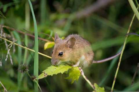 So, Are Mice Dangerous?