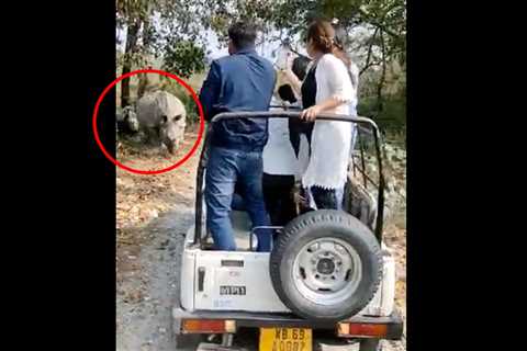 Watch Two Rhinos Charge a Safari Jeep, Causing a Serious Rollover Crash