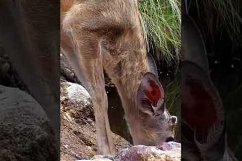 Wildlife Waterhole Trail Camera Videos #trailcamera #wildlife #trailcam #mountainlion #nature