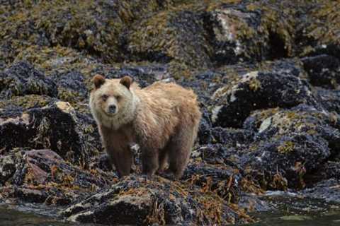 So, Are Grizzly Bears Dangerous?