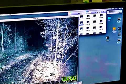 Bigfoot on Trail Camera Throwing a Rock at a Skunk | Full Review and Followup Investigation