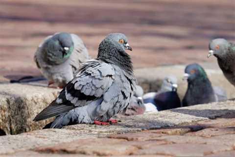 So, Can You Eat Pigeons for Survival?