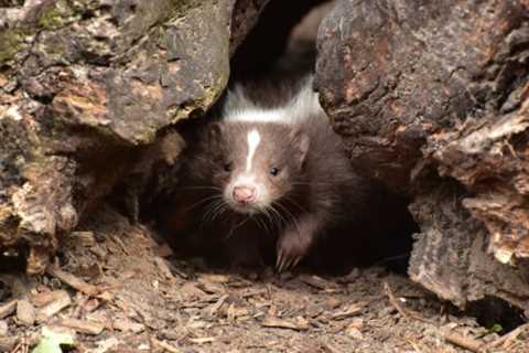 Skunks: Are they Dangerous?