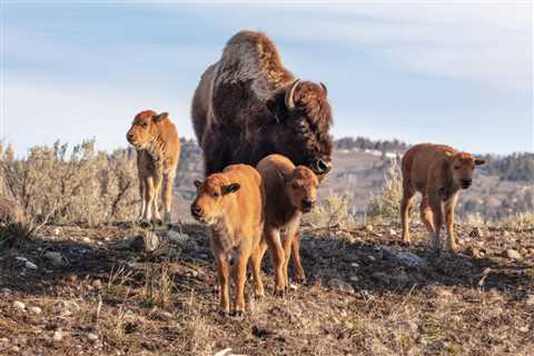 Discovering WILD: An RV Road Trip to Cody Yellowstone, Wyoming