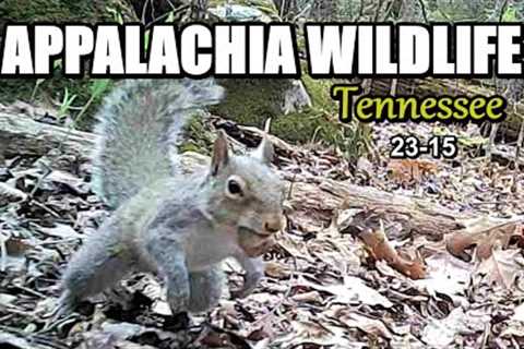 Appalachia Wildlife Video 23-15 from Trail Cameras in the Foothills of the Great Smoky Mountains