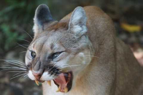 Mountain Lions: Are they Dangerous?