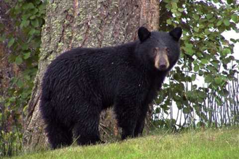 Black Bears: Are they Dangerous?