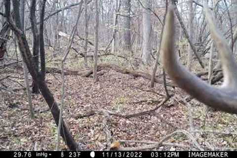 Trail cam video 2022