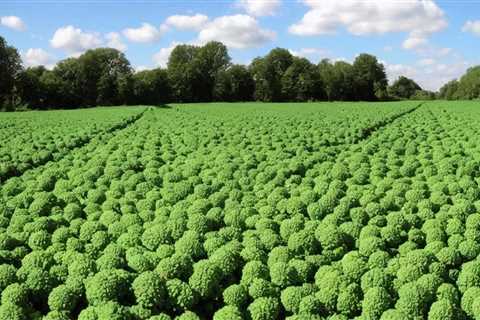 Discover the Top Sources for Broccoli Seeds for Sprouting