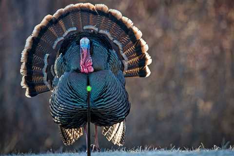 Where to Shoot a Turkey With a Bow