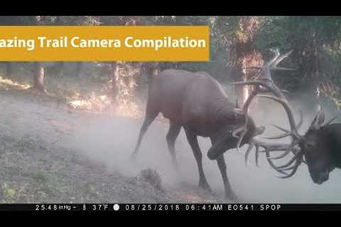 Amazing Trail Camera Video Compilation