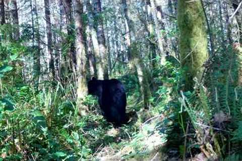 Bushnell Trail Camera video footage of black bear walking pass camera again.