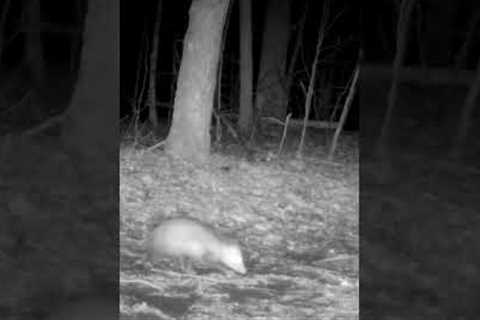 Trail Camera: Opossum Walks By!!