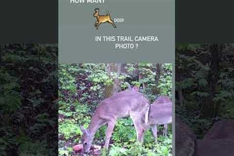 How many DEER in this trail camera photo ?