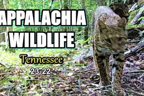 Appalachia Wildlife Video 23-22 from Trail Cameras in the Foothills of the Great Smoky Mountains