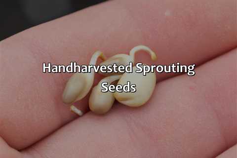 Hand-Harvested Sprouting Seeds