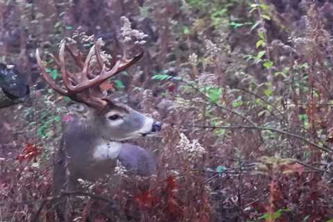 Eastern Shore Deer Hunting