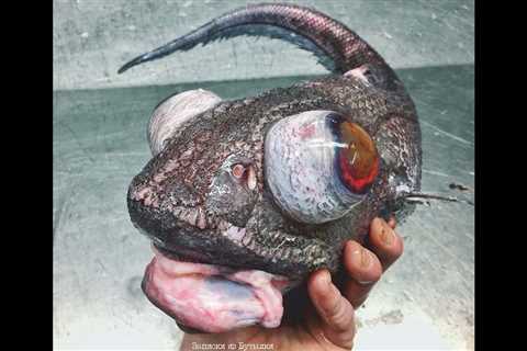 Commercial Fisherman Catches Shockingly Deformed Deep Sea Fish