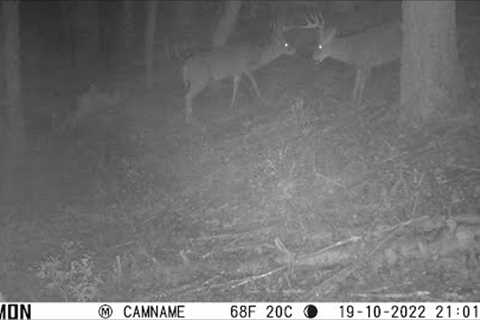 Trail Camera Video May 21, 2023