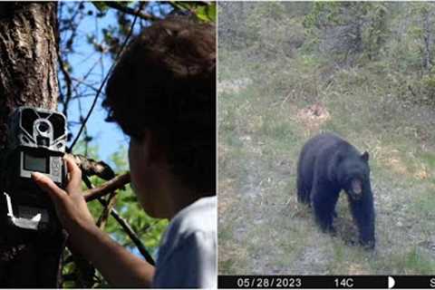 Spring in the woods | Trail Cam footage