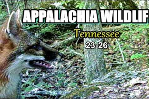 Appalachia Wildlife Video 23-26 from Trail Cameras in the Foothills of the Great Smoky Mountains