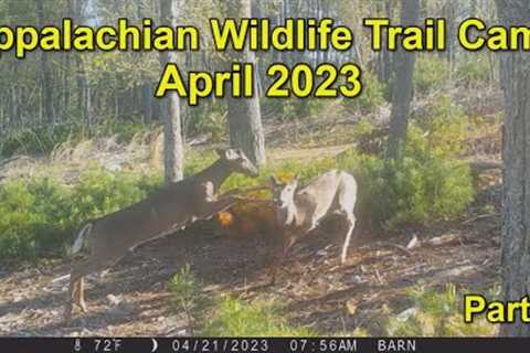 Appalachian Wildlife Trail Cams  April 2023 Part 2