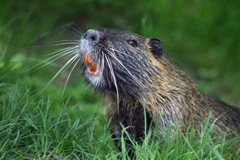 Trapping Beavers 101: Catching Every Single One