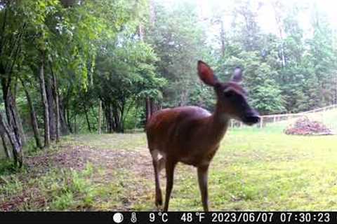 Trail Cam Compilation 7 | Wildlife Camera Footage from the Farm