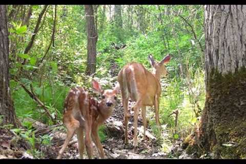 Trail Camera Video – July 1, 2023