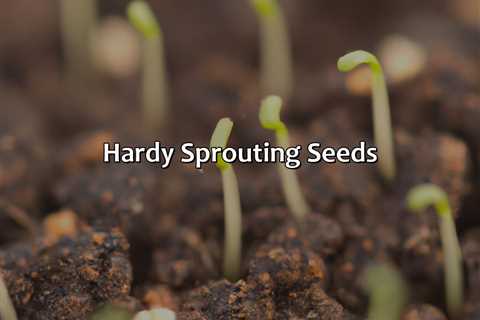 Hardy Sprouting Seeds