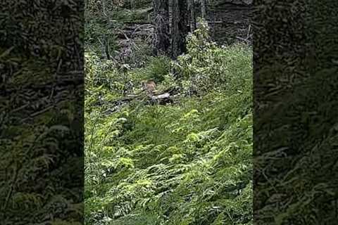 I set up Trail Cameras to capture Deer. I captured Bears instead! #bear #Bears #hunting