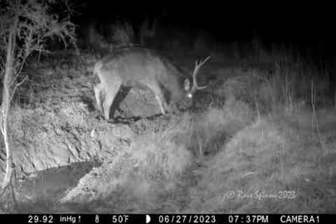 trail camera pick up - sambar deer stags