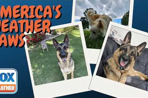 America's Weather Paws | July 1