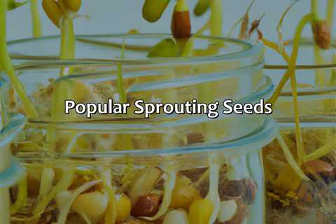 Popular Sprouting Seeds