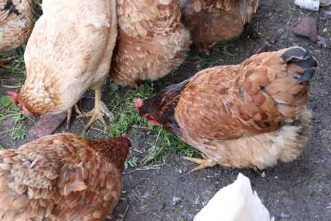 Can Chickens Eat Grass? Is it Safe?