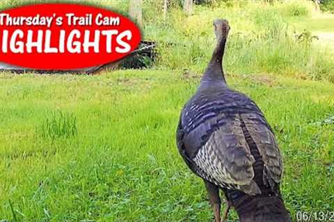 Wild Turkey, Man-Made Bridge, Bobcat and Eating Worms: Thursday''s Trail Cam Highlights: 7.27.23