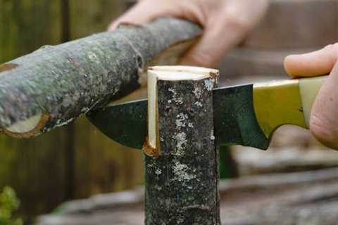 17 Best Wood Types for Making a Bow