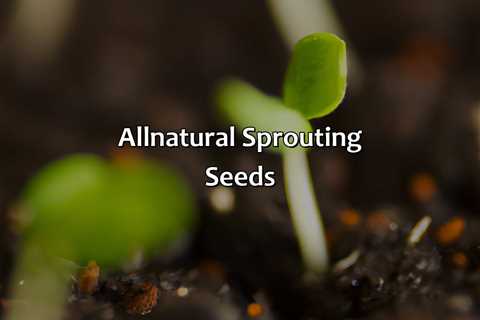 All-Natural Sprouting Seeds