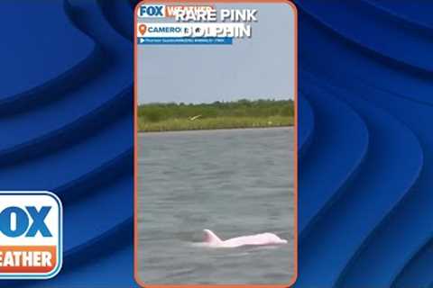 Rare Pink Dolphin Spotted In Louisiana