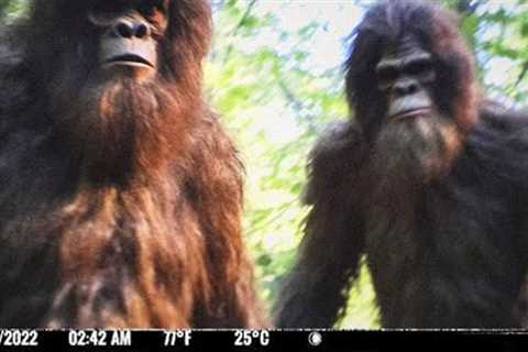 These Beasts Were Spotted on Forest Trail Cam