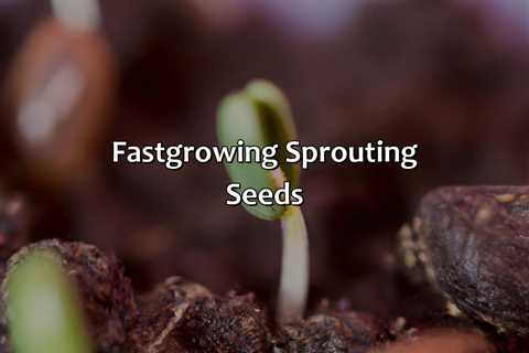 Fast-Growing Sprouting Seeds