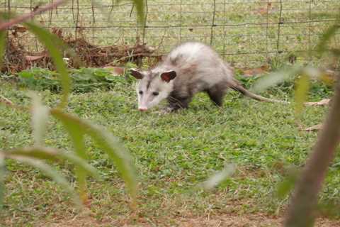 Opossum: Are They Dangerous?