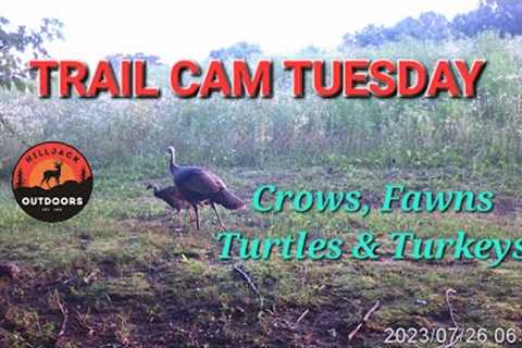 TRAIL CAM TUESDAY: Even Turtles Are Showing Up On Trail Cams