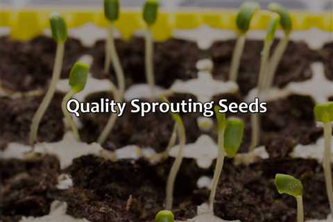 Quality Sprouting Seeds