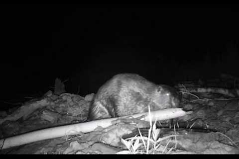 Trail Camera Video – Aug 11, 2023