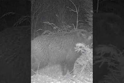 Funny Trail Camera Video of a WILD Hog!