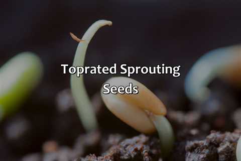 Top-Rated Sprouting Seeds