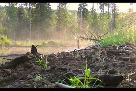 Trail Camera Video – Aug 18, 2023