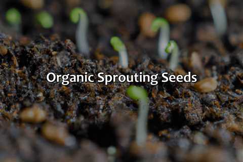 Organic Sprouting Seeds